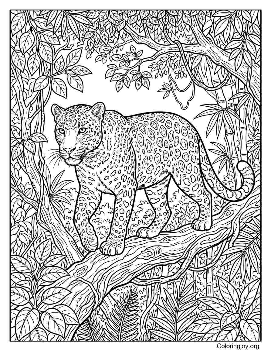 Indian Leopard Wild