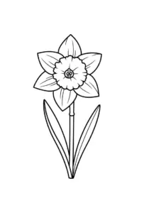 Daffodil Coloring Page