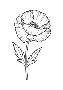 Poppy Flower Coloring Page