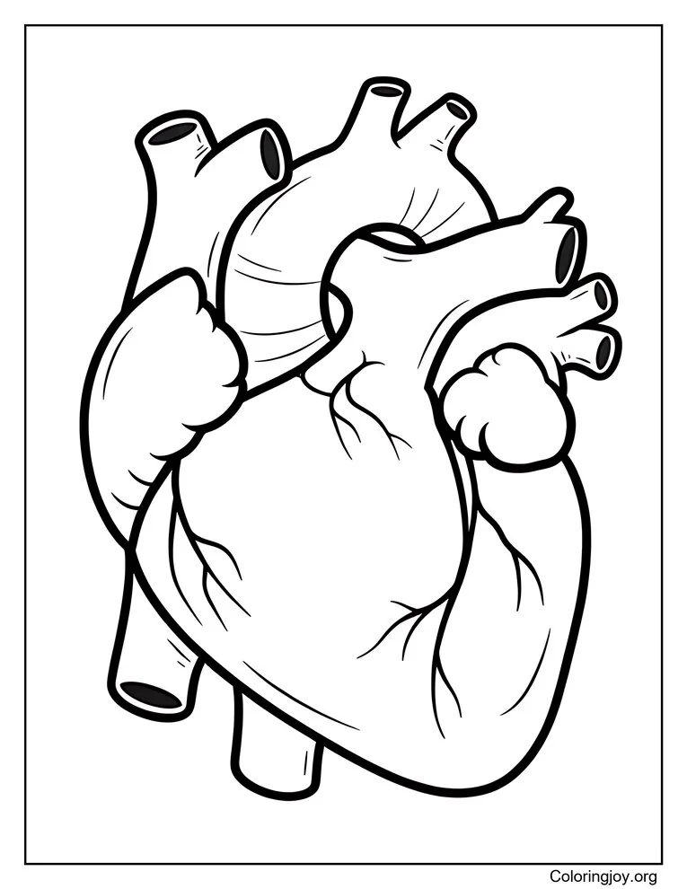 Anatomical Human Heart Coloring Page