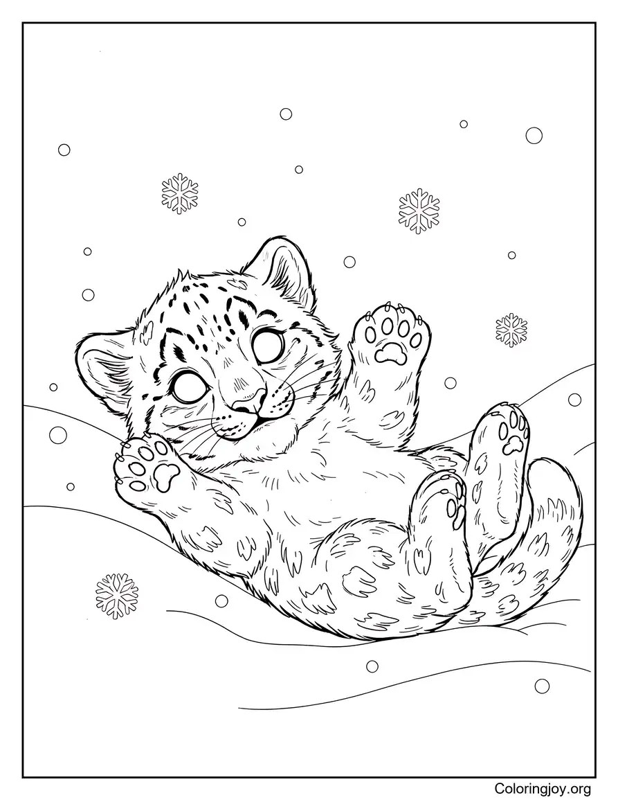 Baby Snow Leopard