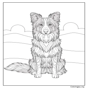 Border Collie