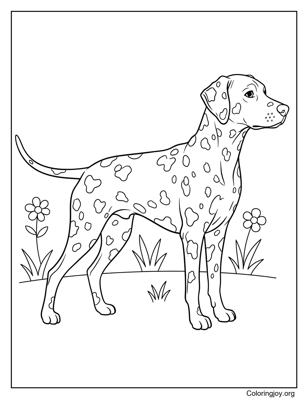 Dalmatische hond