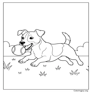 Jack Russell Playing