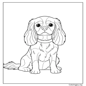 King Charles Spaniel