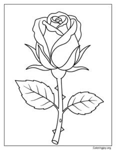 Rose Bud Coloring Page