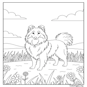 Sheltie Dog