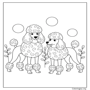 Two Poodles