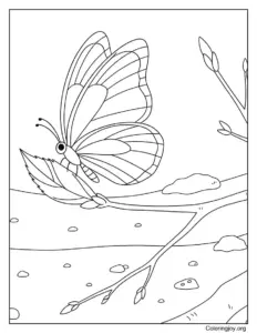 Rests on a New Leaf Butterfly