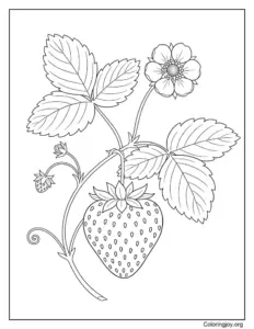 Realistic Strawberry on a Vine