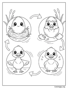 Duck Life Cycle (Egg to Duckling)
