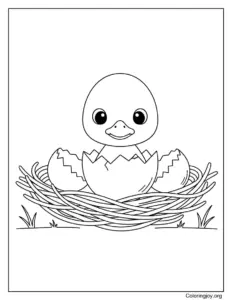 Ducklings Hatching From Eggs