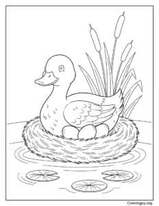 Mother Duck Guarding Nest