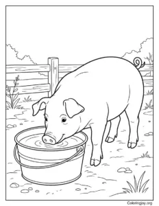 Drinking Water from a Bucket Pig Scene