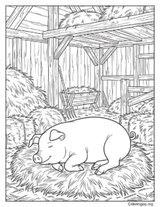 Resting in a Straw Barn Pig Page