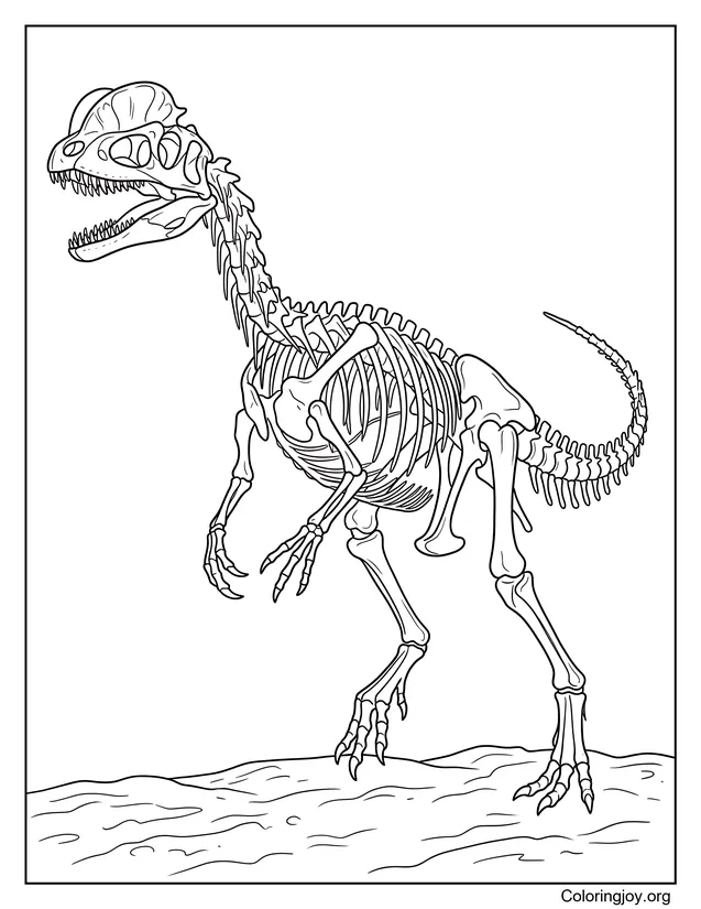 Detailed Dilophosaurus Skeleton